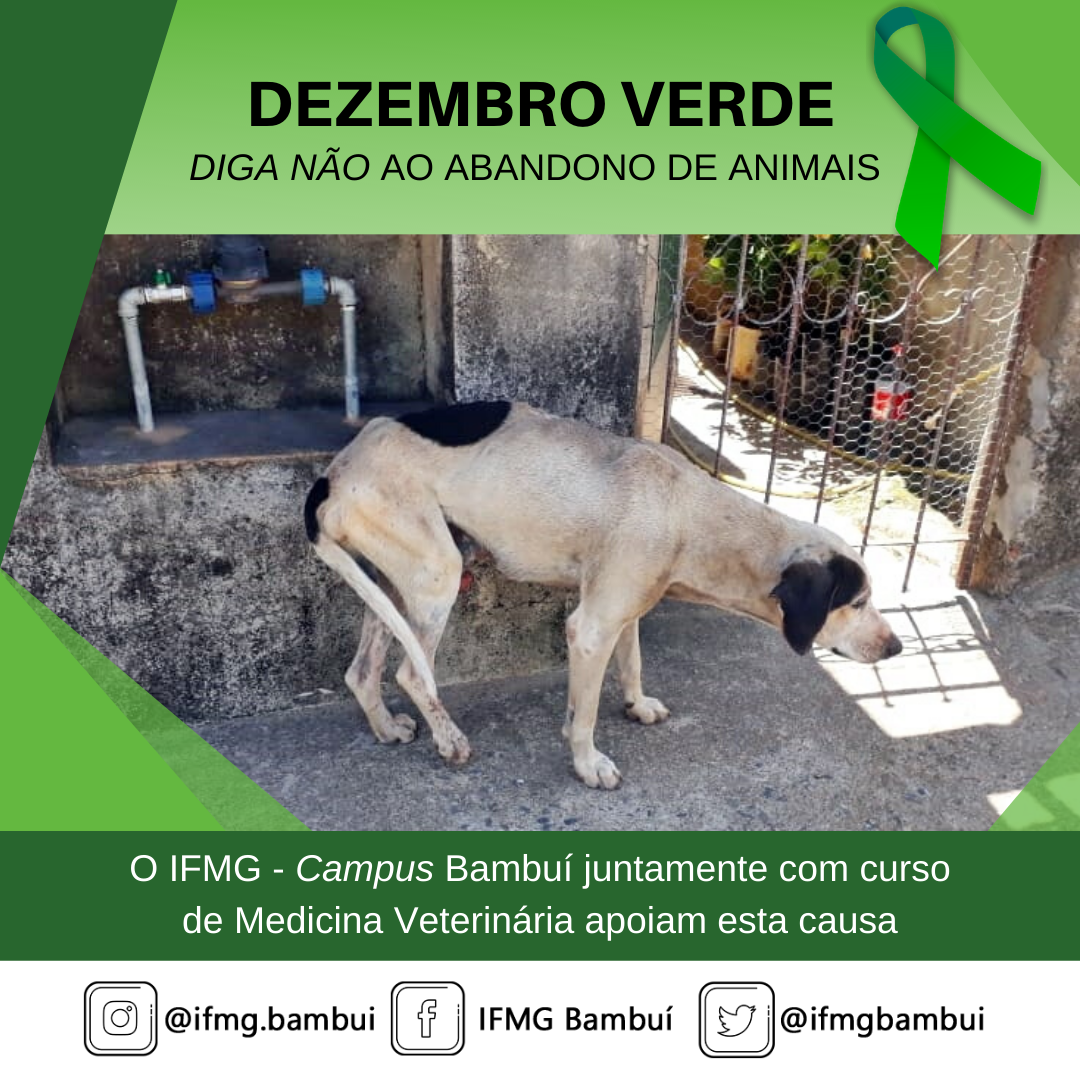 DEZEMBRO VERDE 5